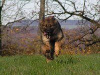 Chinook